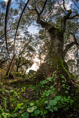 bosco, alberi, nuraghe, santa cristina