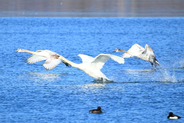 Swans in flight above lake 