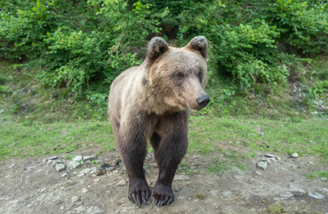 Naklejka na ściany i meble Brown bear stands in the background of the forest wildlife.