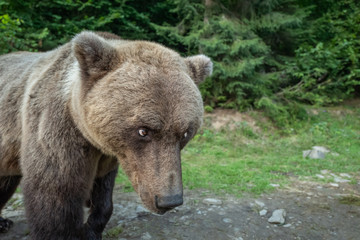 An unfriendly bear stands in the background of a wild forest.