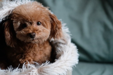 close up one toy poodle in doghouse looking at camera. Blur green sheet background