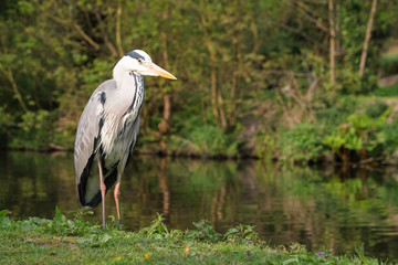 Grey heron UK