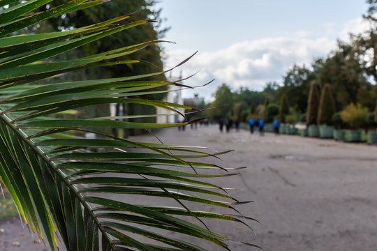 Palm tree in a pot, Charlottenburg Palace , a district of the Charlottenburg-Wilmersdorf borough