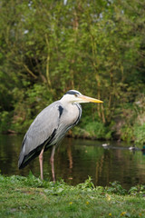 Grey heron UK