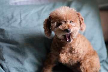 close up one angry barking poodle , looking at camera. Blur green pillow background 