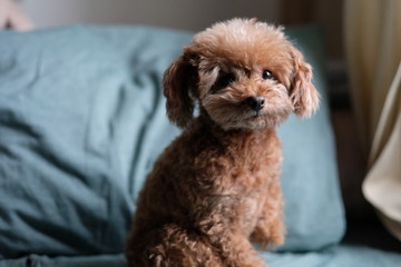 close up one sitting toy poodle looking at camera. Blur green pillow background 