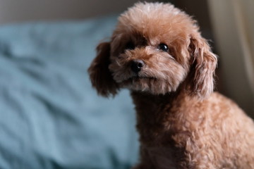 close up one toy poodle looking at camera. Blur green pillow background 