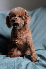 close up one poodle sitting on green sheet, mouth opened, yawning. Blur background 
