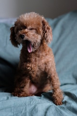 close up one angry barking poodle , looking at camera. Blur green pillow background 