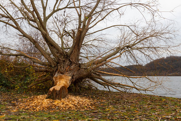 A tree cut down by a beaver near the river Meuse. The beavers is a rodent which use  trees to build...