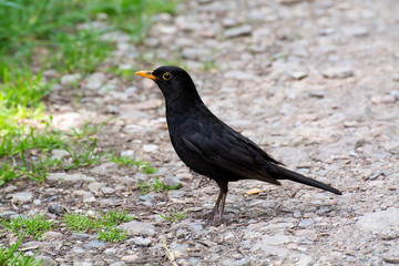 Male common blackbird (Turdus merula) standing on a road