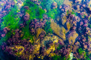 Aquatic flowers as background at the mouth of a creek