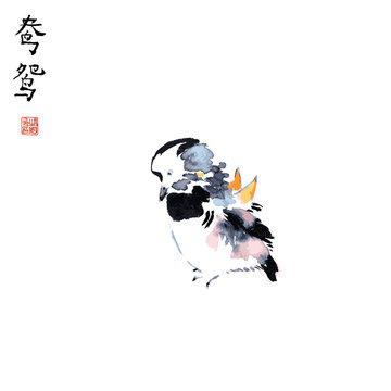 Mandarin duck male traditional chinese ink sketch painting isolated vector illustration.