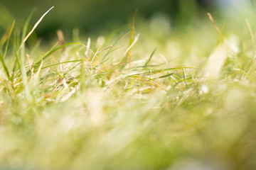 Field in early summer