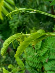 Leucaena leucocephala leaves or can also be called chinese petai, kemlandingan, lamtoro and selong petai.