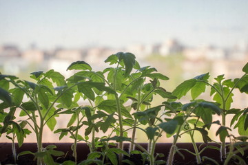 Seasonal spring tomato seedlings at home