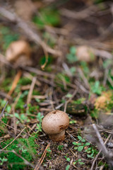 the fungus secretes spores in the air for reproduction in the forest area.