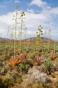 Agave, Piteras, Fuerteventura