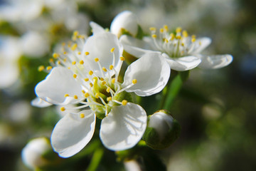 Fototapeta premium White flowers of an apple tree close-up. Petals, pistils, stamens, leaves and branches. Blooming fruit tree in spring. Illustration about the end of winter and the beginning of summer. Macro