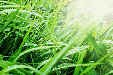 Grass after rain