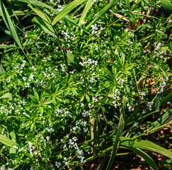 Little white flowers in sunlight