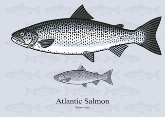 Atlantic Salmon. Vector illustration with refined details and optimized stroke that allows the image to be used in small sizes (in packaging design, decoration, educational graphics, etc.)