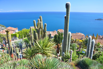 Cactus and succulent exotic garden in Eze, France