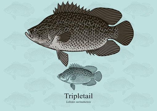 Atlantic Tripletail. Vector illustration with refined details and optimized stroke that allows the image to be used in small sizes (in packaging design, decoration, educational graphics, etc.)
