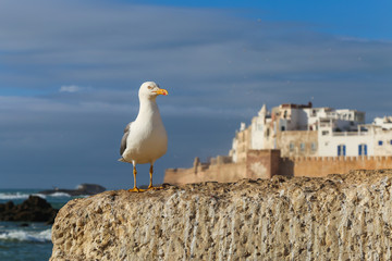 Gull in the port against the background of a medieval fortress