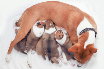 Basenji dog feeding her puppies at home