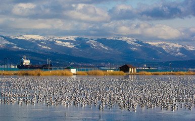 A huge flock of seagulls on the frozen bay in Novorossiysk harbor