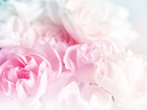 sweet pink carnation flowers in soft color and blur style for valentine background © chompooh09