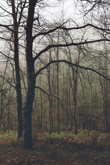 vintage forest with bare branches