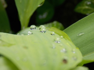 goutte d'eau 