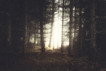 nature background of vintage forest on morning fog