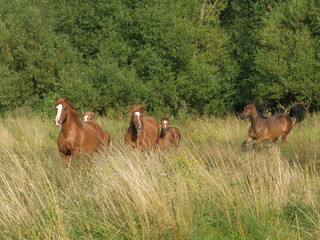 Group of Ponies