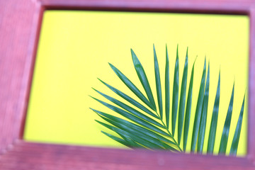 tropical nature green palm leaf in picture frame on colorful background