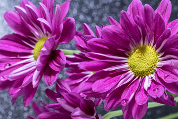 Painted daisy flower (Tanacetum coccineum), closeup with beautiful vivid color violet purple
