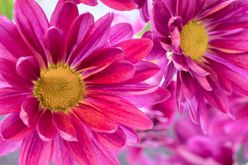 Obraz premium Bold and bright fuschia pink painted daisy flowers (Tanacetum coccineum), closeup 