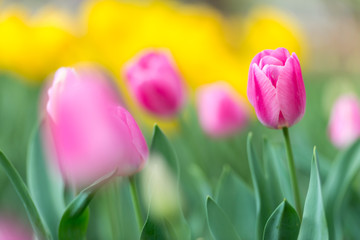Gorgeous pink blooming French tulips in a flower bed on a blurry background