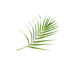 tropical nature green palm leaf isolated pattern background