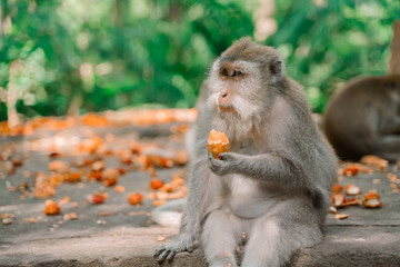 The monkey is having lunch. Monkey forest in Ubud. Most visited place in Ubud