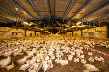 chicken at a barn in a poultry farm