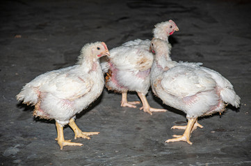 chicken at a barn in a poultry farm