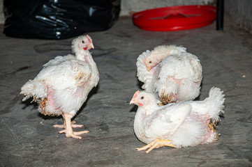 chicken at a barn in a poultry farm