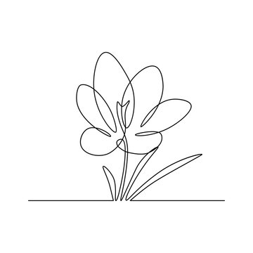 Spring crocus flower in continuous line art drawing style. Minimalist black linear sketch on white background. Vector illustration