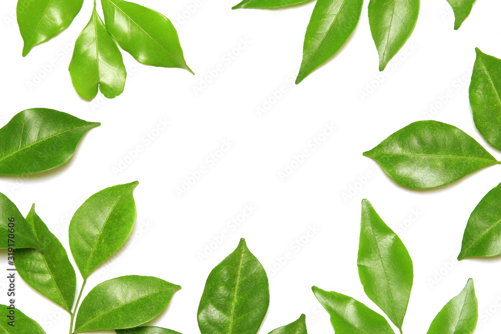 Wall mural collection tropical green leaf on white background