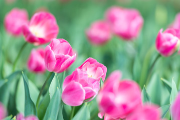Gorgeous pink blooming French tulips in a flower bed on a blurry background