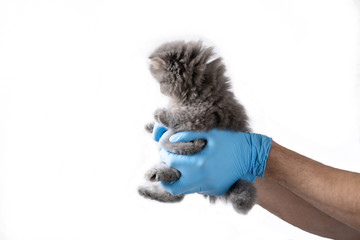 A vet in blue latex gloves is holding a little kitten. Isolated on white
