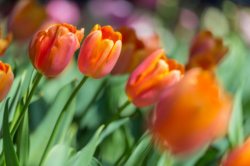 Fototapeta premium Fabulous blooming tulips in a flower bed on a blurry background